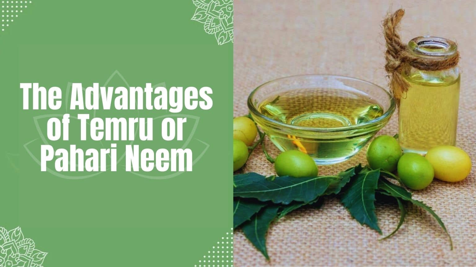 The Advantages of Temru or Pahari Neem