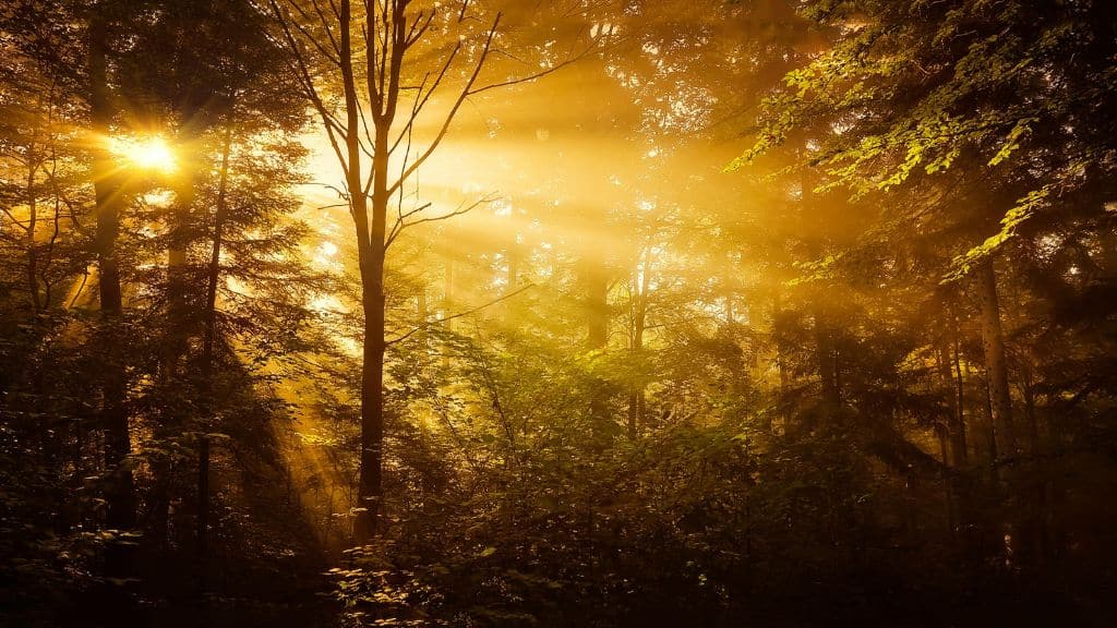 Adequate Sunlight