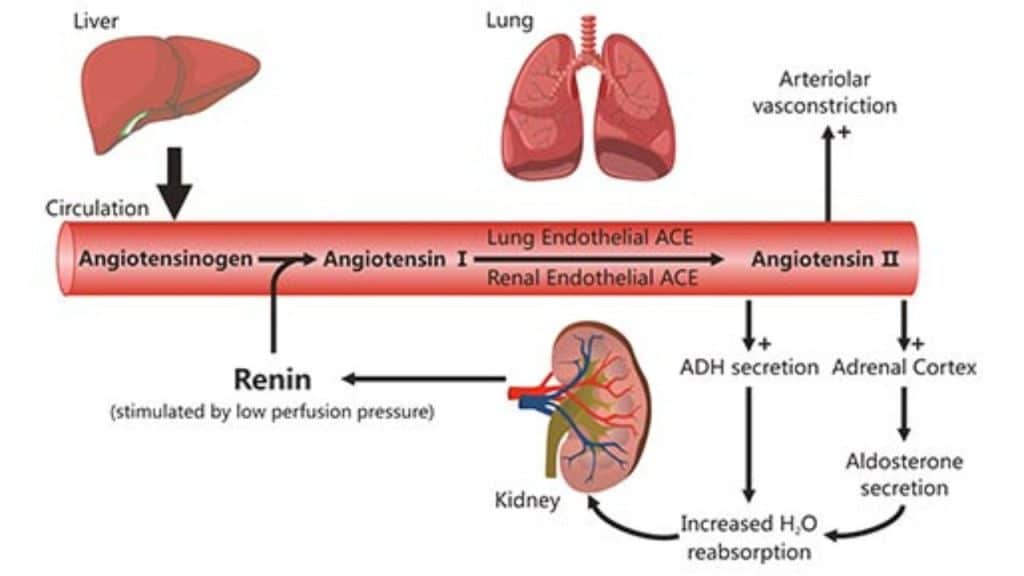 Blood Sugar Regulation