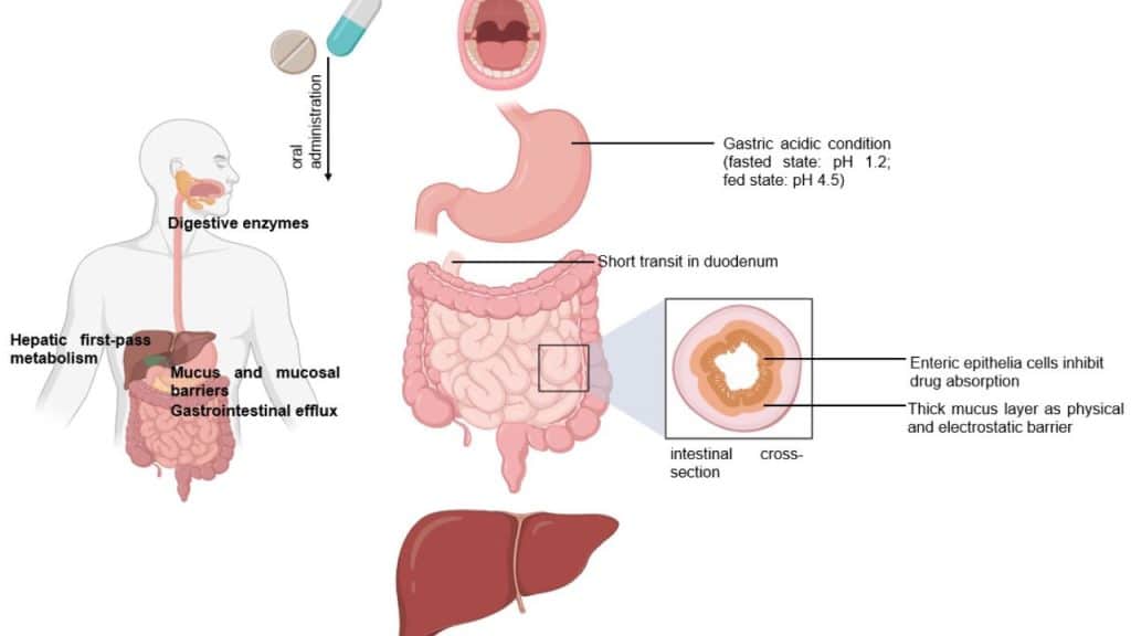 Digestive System Enhancement