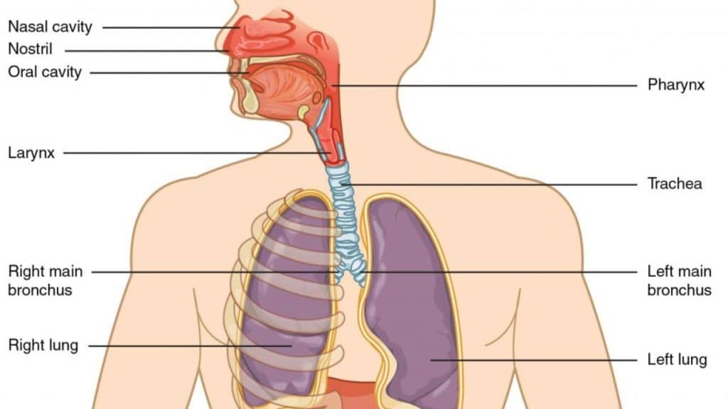 Respiratory System Benefits